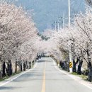 50리길 함양백운산벚꽃축제=4월 5일부터 6일까지 이틀간 이미지