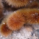 여우꼬리 이미지