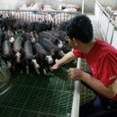 다산육종 이미지