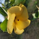 바다향기수목원(도서식물원) 이미지