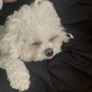 댕댕가르텐 강아지애견유치원호텔 이미지