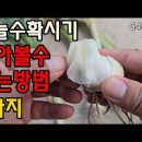 양파 마늘 수확시기 홍산 의성 마늘 캐는시기 수확 방법 이미지
