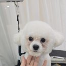 마이미미 반려견미용실 이미지