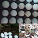 바람골농장 이미지