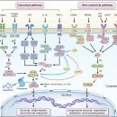 Re: NF-κB 탐구!! NF-κB in biology and targeted therapy 2024 네이처 논문 이미지