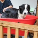 둥지애견 이미지