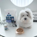 문정힐스 동물병원 | 강아지 가수분해 저지방사료, 힐스 z/d 로우팻 2주 후기