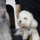 도촌동물병원 | 믿고 맡기는 성남 애견유치원 강아지호텔 멍스가든 :: 위치 가격 픽드랍 비용