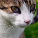 기장i동물의료센터 | [Haws syndrome] 고양이 3안검 돌출 기장 일광 동물병원 기장i동물의료센터