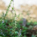 둥근배암차즈기 Salvia japonica Thunb. 이미지