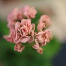 위드메드 이미지