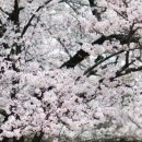 백옥대로1081번길 이미지