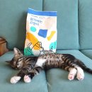 퍼밀리 | 펫츄 퍼밀리 벤토나이트 고양이모래 감자캐는고양이 후기