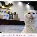 김포강아지고양이 멍냥아구래구래 이미지