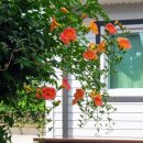 아라민박 이미지