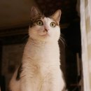 착한 고양이 이미지