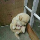 복영양탕 이미지