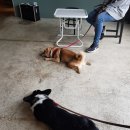 힐링독아카데미 이미지