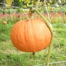 호박 [pumpkin]과 호박씨(남과인)의 효능. 이미지