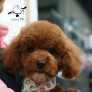 쿨 애견미용 이미지