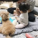 웅기농장 | 돌안된 조카 아기돌보기 동생부부는 쉐라톤디큐브시티 딸기뷔페