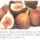 꼬미다 레알 (Comida Real 참 식품) 농장 - 무화과, 복분자 이미지