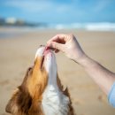 영양언니의 수제간식 이미지