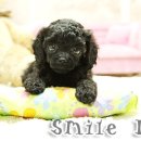 더 스마일독 이미지