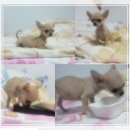 연아~!!!!!!!!.............이건 어때????????? 이미지