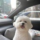 담담 그루밍 샵 이미지