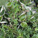 아이비플라워 앞 이미지