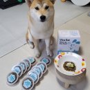 미트업 | 강아지 화식 수의사 개발 레시피 기호성 좋은 비바잇미트업 급여 후기