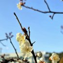 매화 - 광산구 풍영로101번안길 3-6 | 매화