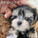 광주강아지분양 애견만세 이미지