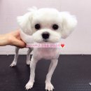 멍멍스타 이미지