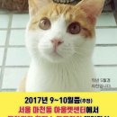 [서울마천동에서 경기도양평으로?]입양간고양이가 쥐도새도모르게 재입양되었습니다. 이미지