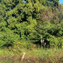 이쁘다 멍 | 제주 스타빌 내돈내산 캔버스5x6 후기_수영장, BBQ 고오급 글램핑