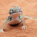 초록도마뱀 이미지