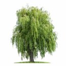 willow(수양버들나무) 관련 서양 신화 - 눈물의 상징 이미지