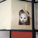 에이스 캣 이미지