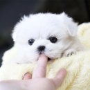일산애견 네이버블로그