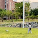 강아지 진드기 걱정 끝 세레스토 목걸이 사용 후기