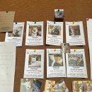 큰돌개별화물 | 아이랑 치앙마이 여행_ "그린타이거하우스" 슈페리어 트윈룸, 내돈내산 숙박 솔직 후기