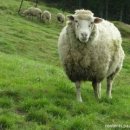 희망의 나래 이미지