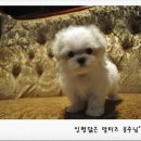 이리오개 이미지