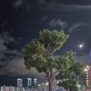 ARV KOREA 티스토리