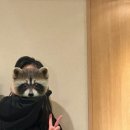 오하요 이미지