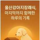 울산강아지장례식 마지막까지 함께한 하루의 기록