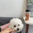 뽀그리 상점 이미지