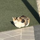 도은설렁탕 | 도쿄 파산 여행